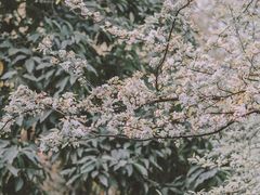 -南山植物园