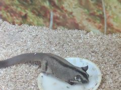 -上海大自然野生昆虫馆