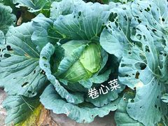 -高旻寺