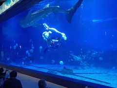 -烟台海昌鲸鲨海洋公园