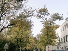 -三里屯东五街银杏大道