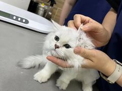 -爱侣宠医·鹦鹉专科·小型哺乳类·异宠专科(灵石路店)