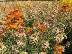 -中国天府农业博览园