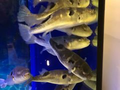 -肆月河豚·新淮扬(金融街店)