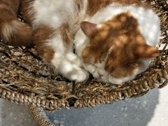 -飞行喵MR PILOT|猫舍·猫咖(静安大融城店)