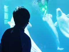 -秦皇岛乐岛海洋王国