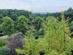 -铁山坪森林公园