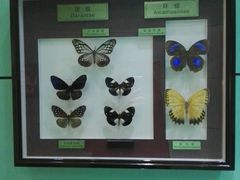 -上海昆虫博物馆