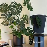 黑白简约风社区咖啡⬛️⬜️万圣节皮肤[鬼脸]已上线