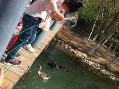 景点-长白岛森林公园