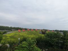 -合肥滨湖国家森林公园