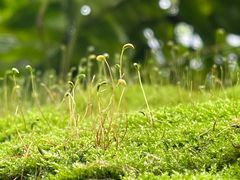 -上海辰山植物园
