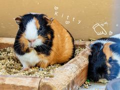 -神户市立六甲山牧场