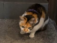 -Again Coffee Roaster(香蜜湖店)