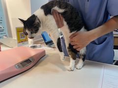 -御宝贝·A梦猫科宠物医院(国际猫友好医院)