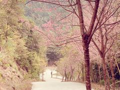-南丹山森林王国