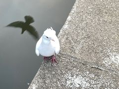 -音乐台