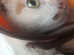 -安安宠医·安宠宠物医院