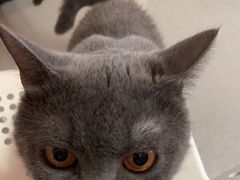 -我爱猫咪·猫咖·狗咖·安哥拉兔·羊驼咖(小寨华旗店)