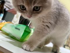 -爱妮康宠物医院·干细胞免疫细胞·肿瘤·心脏(张江店)