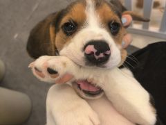 -有喵·猫咖·狗咖·30几只猫10只小狗(岗厦店)