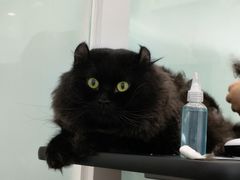 -爱洗澡的猫(望京店)