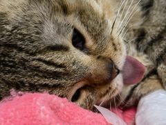 -达爱动物医院·犬猫分区·CT·复杂眼科(远洋山水分院)