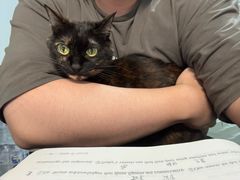 -瑞派康怡24h宠物医院·犬猫医疗中心·微创绝育(瑞景分院)