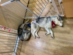 -Husky Go! 哈士奇体验馆·宠物咖啡厅狗咖