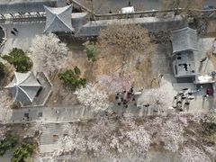 -桃花堤公园