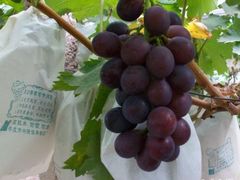 -马陆小张葡萄园农家乐