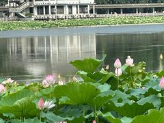 -荔湾湖公园
