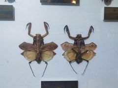 -上海昆虫博物馆