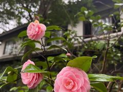 -杭州植物园
