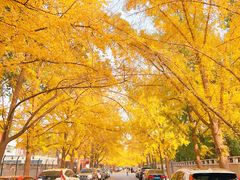 -三里屯东五街银杏大道