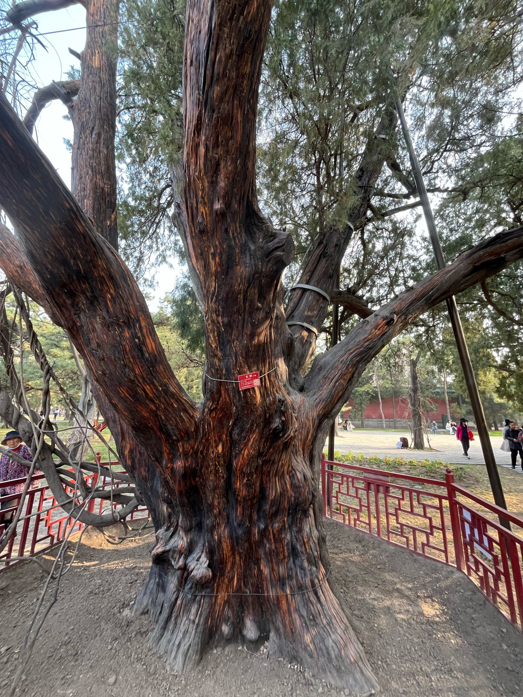 我见过北京最古老的树1100年,五代十国时期