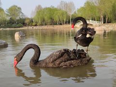 -肖家客饸饹面(郑州总店)