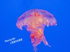 -上海海洋水族馆