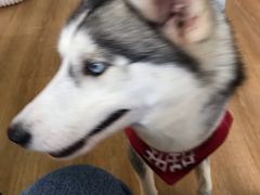 -Husky Go! 哈士奇体验馆·宠物咖啡厅狗咖