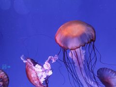 -海合安青岛极地海洋公园