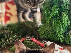-海边的猫和咖啡馆