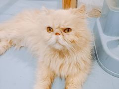 -猫色咖啡·猫咖