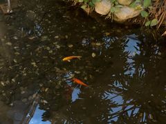 -顺峰·粤菜海鲜·早茶自助(阜成店)