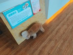 -瑞派紫金宠物医院24小时·骨科·中兽医·重症转诊中心(番禺大石院)