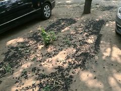 -御林古桑园