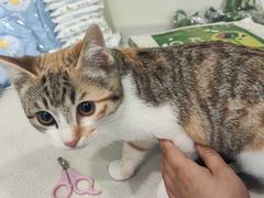 -艾吉宠物医院·疑难杂症转诊中心·猫友好(碧江路院)
