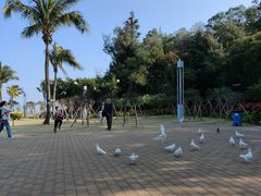-野狸岛