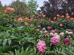 -莲花池公园