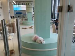 -怪兽屋·羊驼·猫咖·狗咖(俊华广场店)