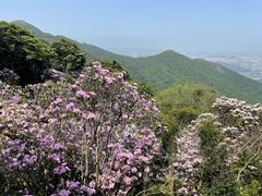 -梧桐山风景名胜区